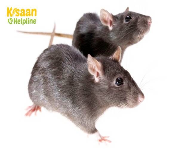 चूहों को कैसे नियंत्रित करे चूहों को कैसे नियंत्रित करे